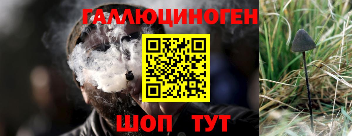 Псилоцибиновые грибы Psilocybine cubensis Волхов